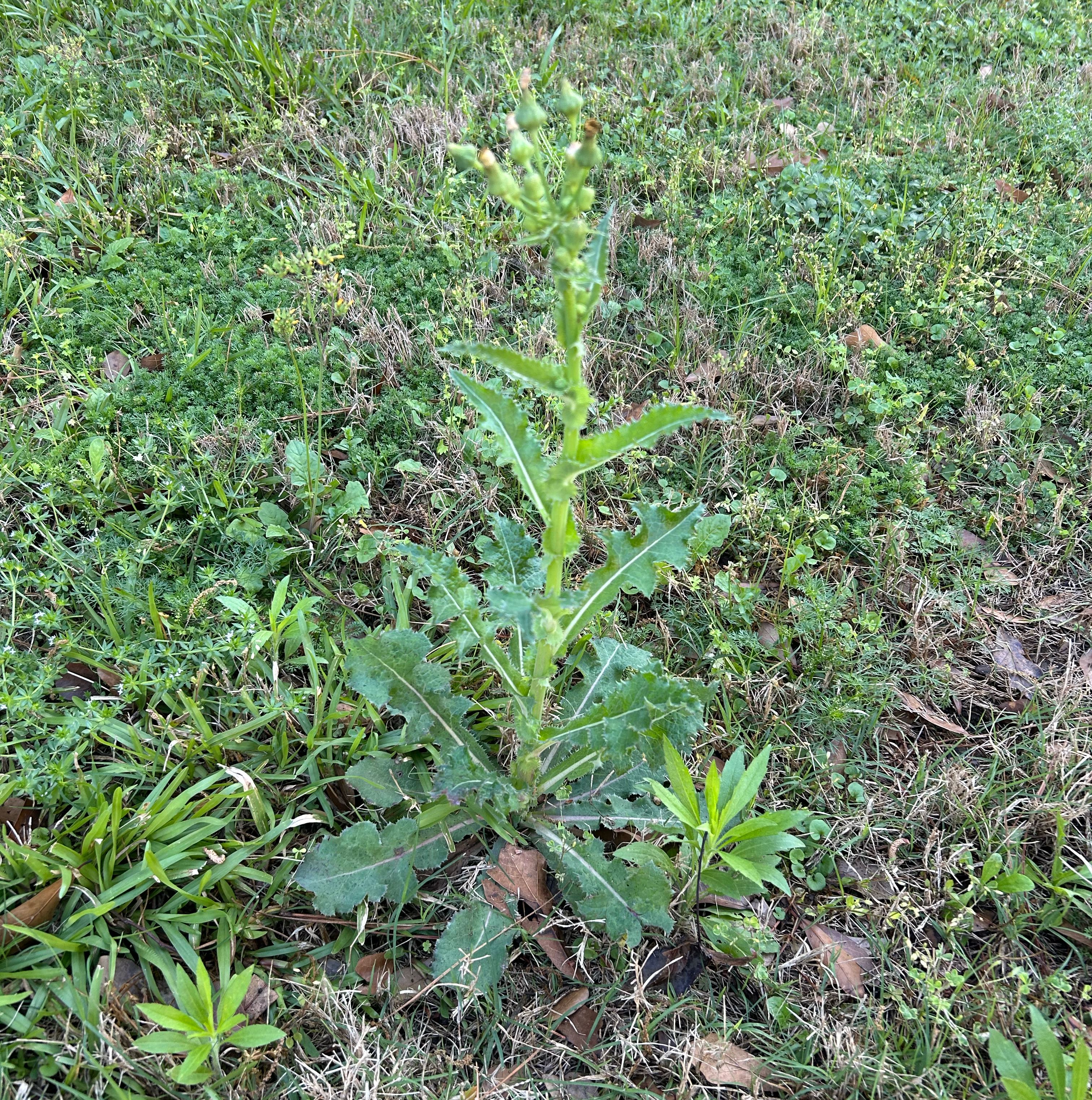 Photo of the plant species Spiny Sowthistle by @SincereMira74 named Ulysses S Plant on Greg, the plant care app
