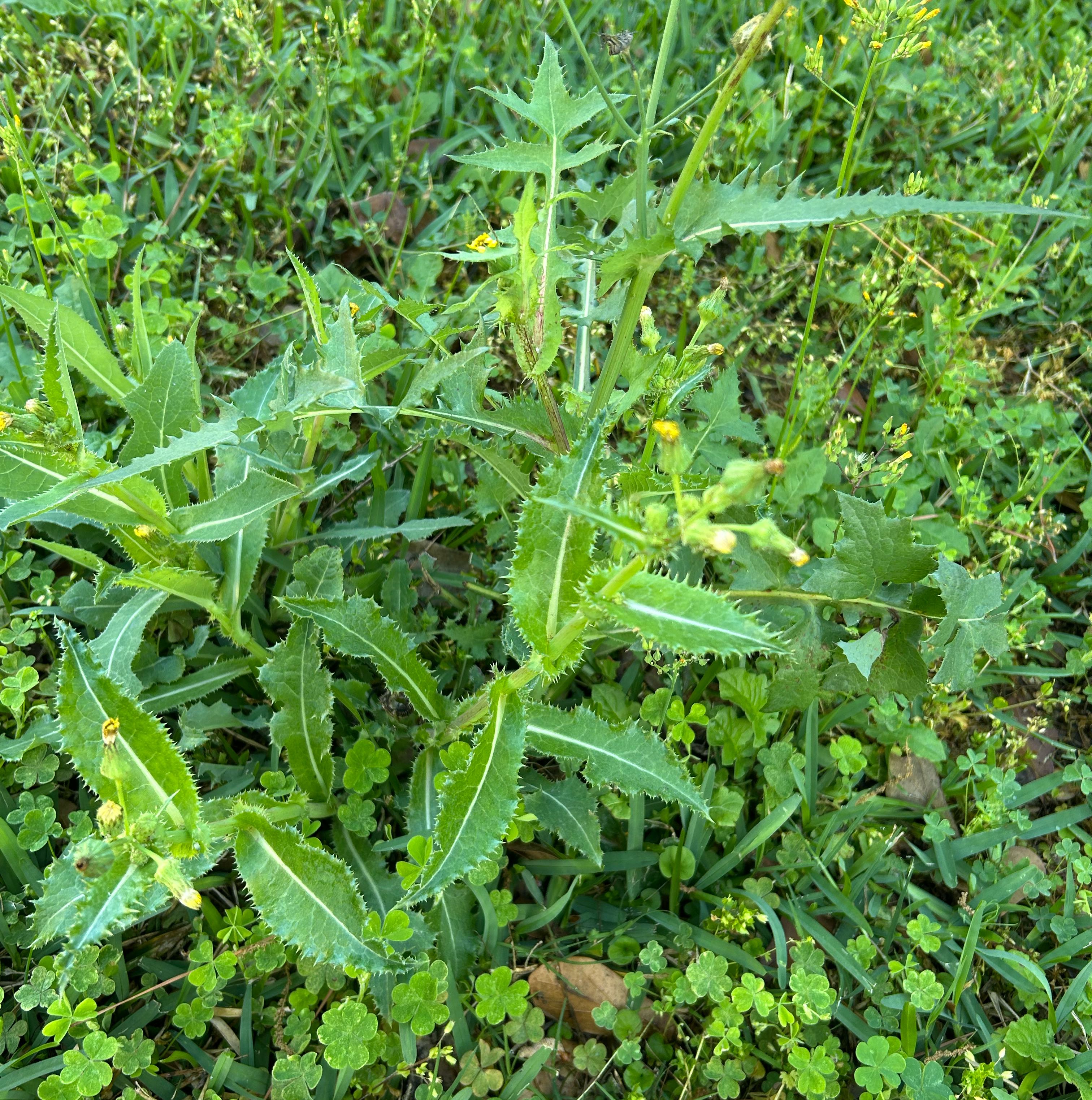 Photo of the plant species Oil Lettuce by @SincereMira74 named Prince on Greg, the plant care app