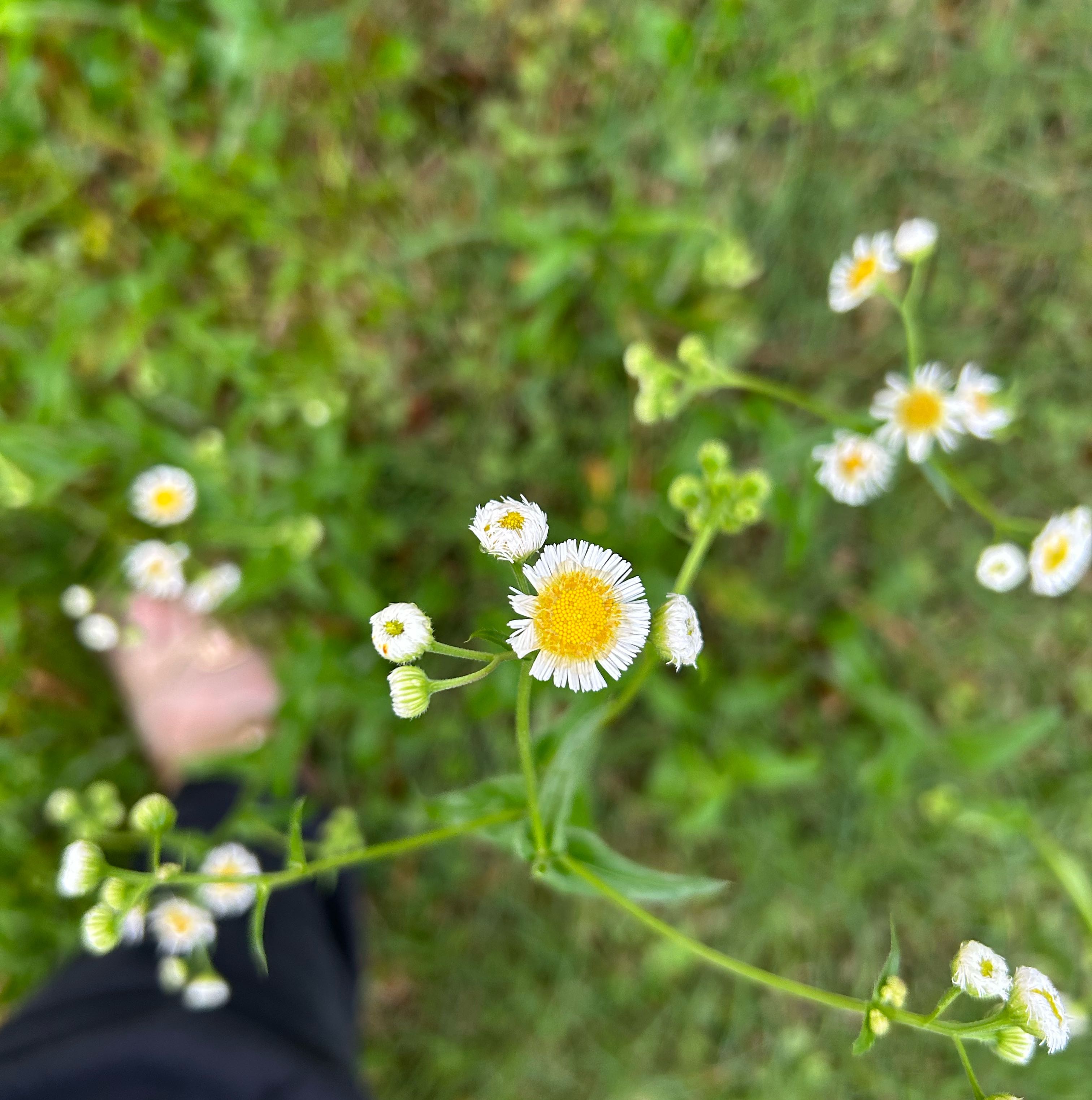 Photo of the plant species Philadelphia Fleabane by @SincereMira74 named Sage on Greg, the plant care app