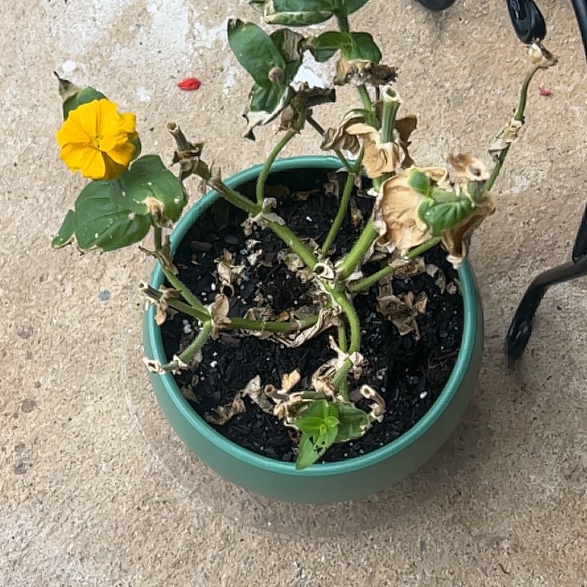 Photo of the plant species Profusion Zinnia by @SportShyleaf22 named Destiny on Greg, the plant care app