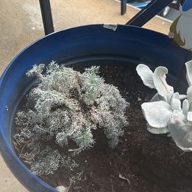 Photo of the plant species silver mound by @SportShyleaf22 named Silverado on Greg, the plant care app