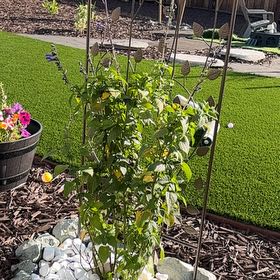 Photo of the plant species Black and Blue Salvia by @WhizLichen37 named Prince on Greg, the plant care app