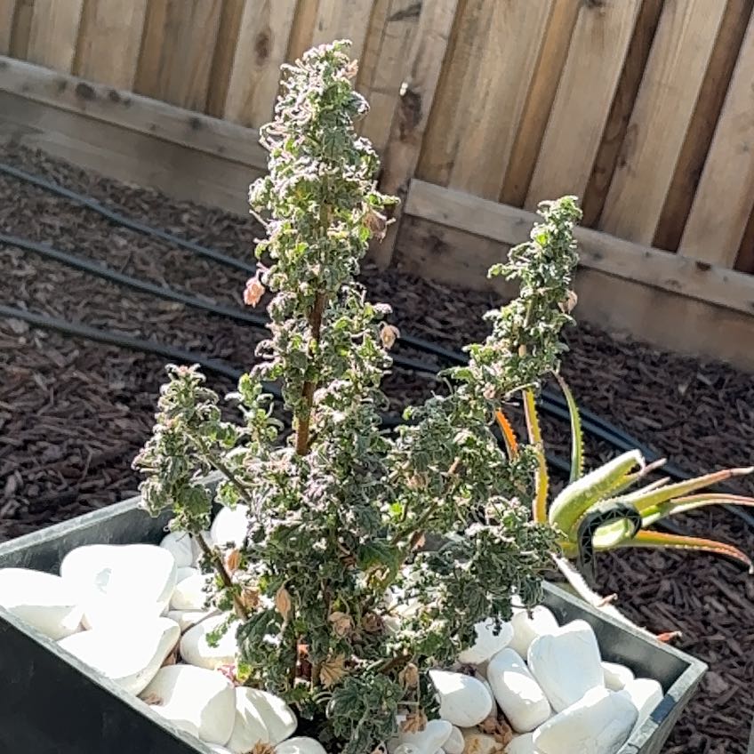 Photo of the plant species Anisodontea 'Mirembe' by @WhizLichen37 named Ulysses S Plant on Greg, the plant care app