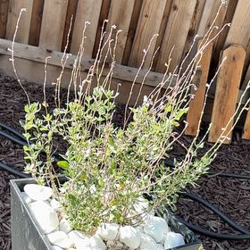 Photo of the plant species Marine Blue Germander Sage by @WhizLichen37 named Elina on Greg, the plant care app