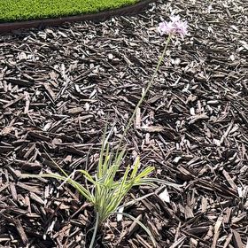 Photo of the plant species Society Garlic by @WhizLichen37 named Mando on Greg, the plant care app