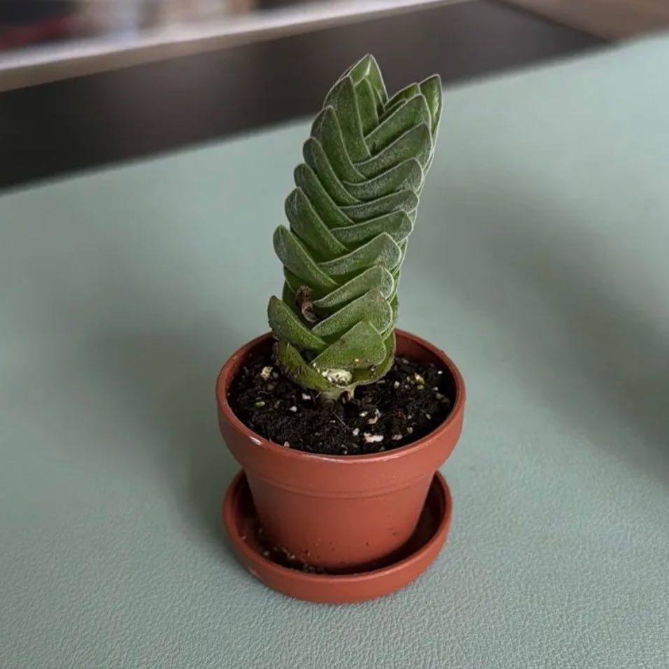 Photo of the plant species Crassula 'Buddha's Temple' by @SpiffOSU named Wave on Greg, the plant care app