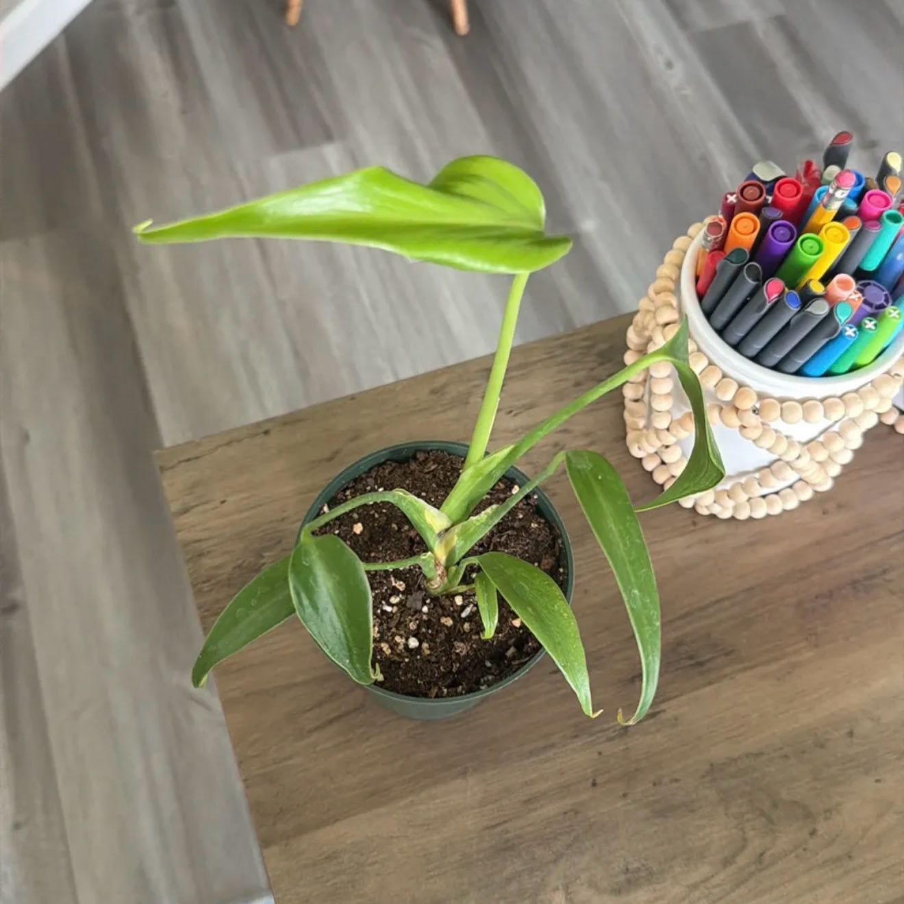 Photo of the plant species Monstera Burle Marx Flame by @SpiffOSU named Skipper on Greg, the plant care app