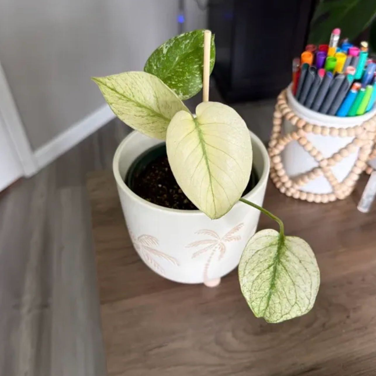 Photo of the plant species Monstera Mint by @SpiffOSU named Captain on Greg, the plant care app