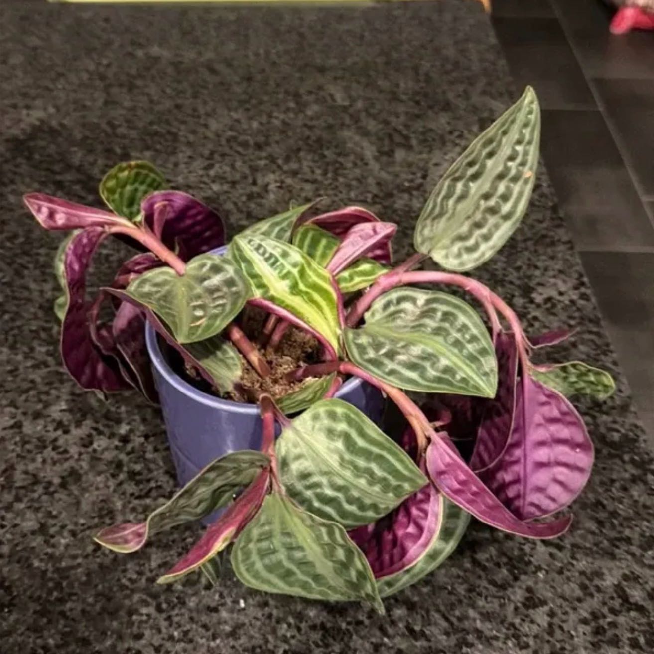 Photo of the plant species Jungle diva 'Roxie' by @SpiffOSU named Malibu on Greg, the plant care app