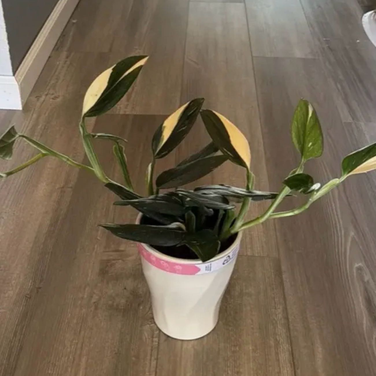Photo of the plant species Monstera Cobra by @SpiffOSU named Sailor on Greg, the plant care app