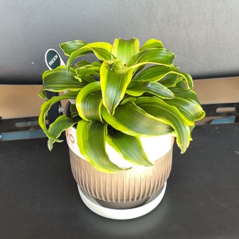 Photo of the plant species Dracaena 'Tornado' by @SpiffOSU named Mando on Greg, the plant care app