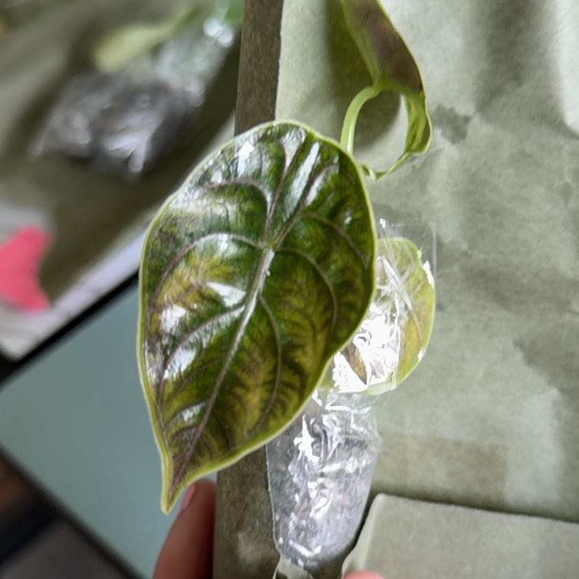 Photo of the plant species Alocasia Azlanii by @SpiffOSU named Jaws on Greg, the plant care app