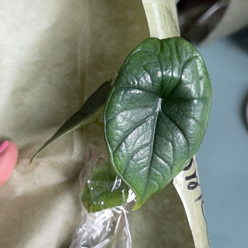 Photo of the plant species Alocasia Bisma by @SpiffOSU named Beluga on Greg, the plant care app