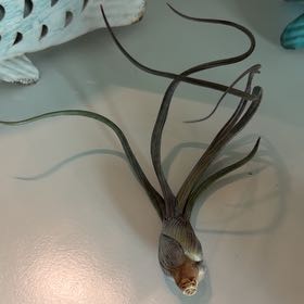 Photo of the plant species Tillandsia baileyi by @SpiffOSU named Octi on Greg, the plant care app