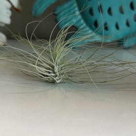 Photo of the plant species Tillandsia Juncea by @SpiffOSU named Oyster on Greg, the plant care app