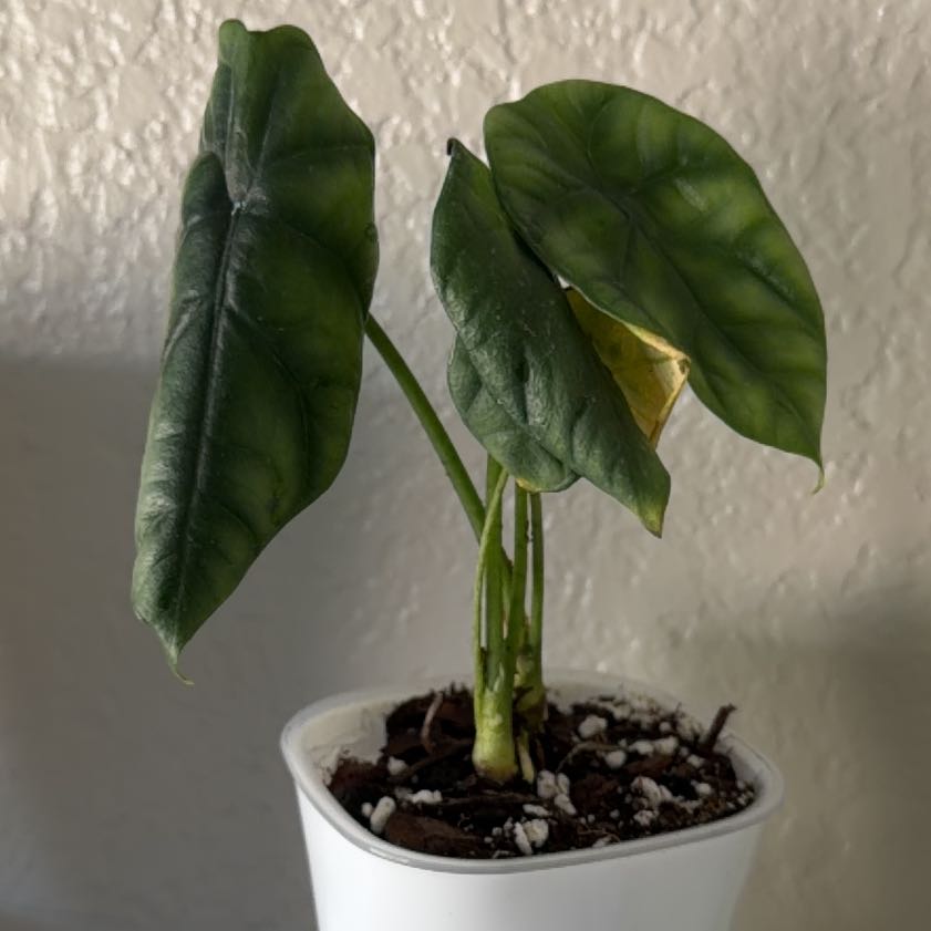 Photo of the plant species Alocasia by @SpiffOSU named Fisher on Greg, the plant care app