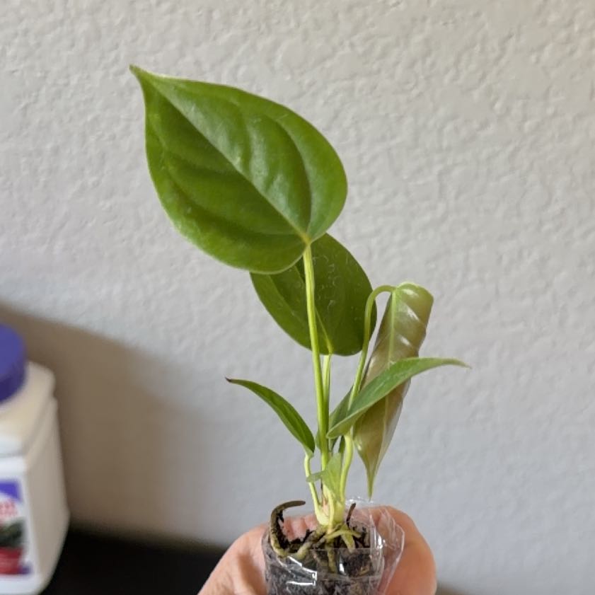 Photo of the plant species Anthurium veitchii by @SpiffOSU named Angler on Greg, the plant care app