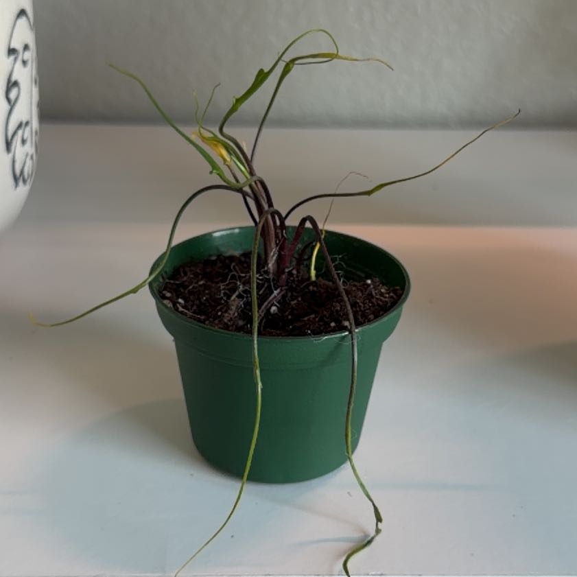 Photo of the plant species Flying Squid by @SpiffOSU named Squid on Greg, the plant care app