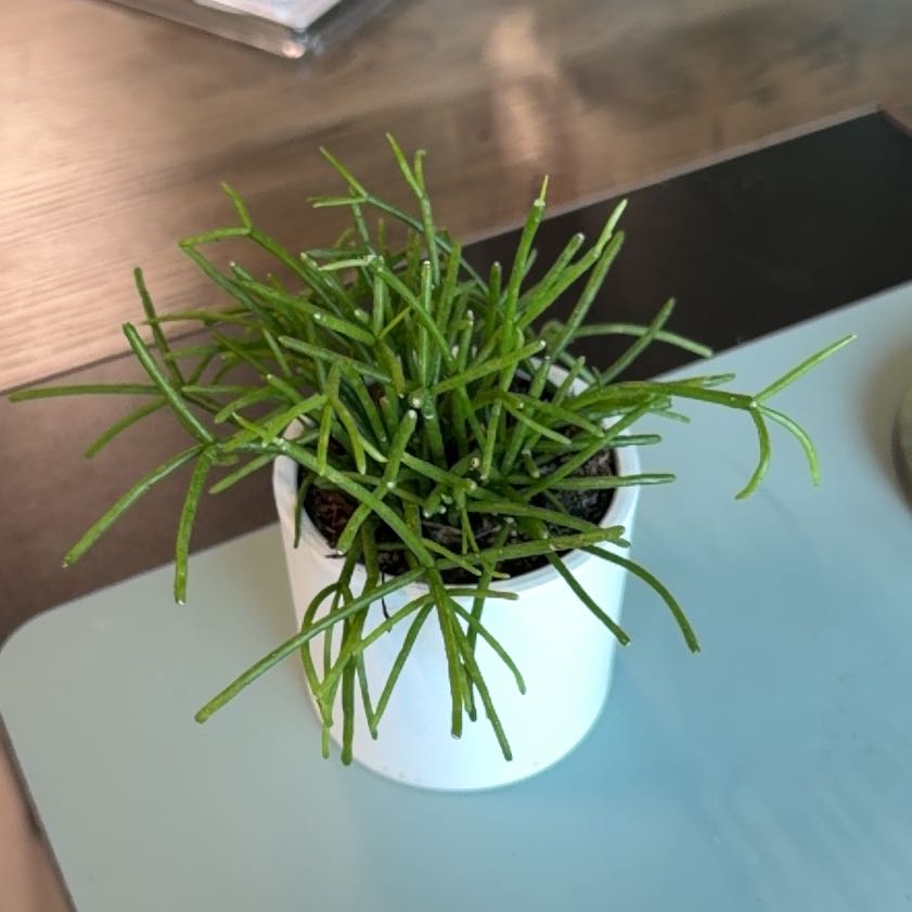Photo of the plant species Rhipsalis baccifera by @SpiffOSU named Gill on Greg, the plant care app