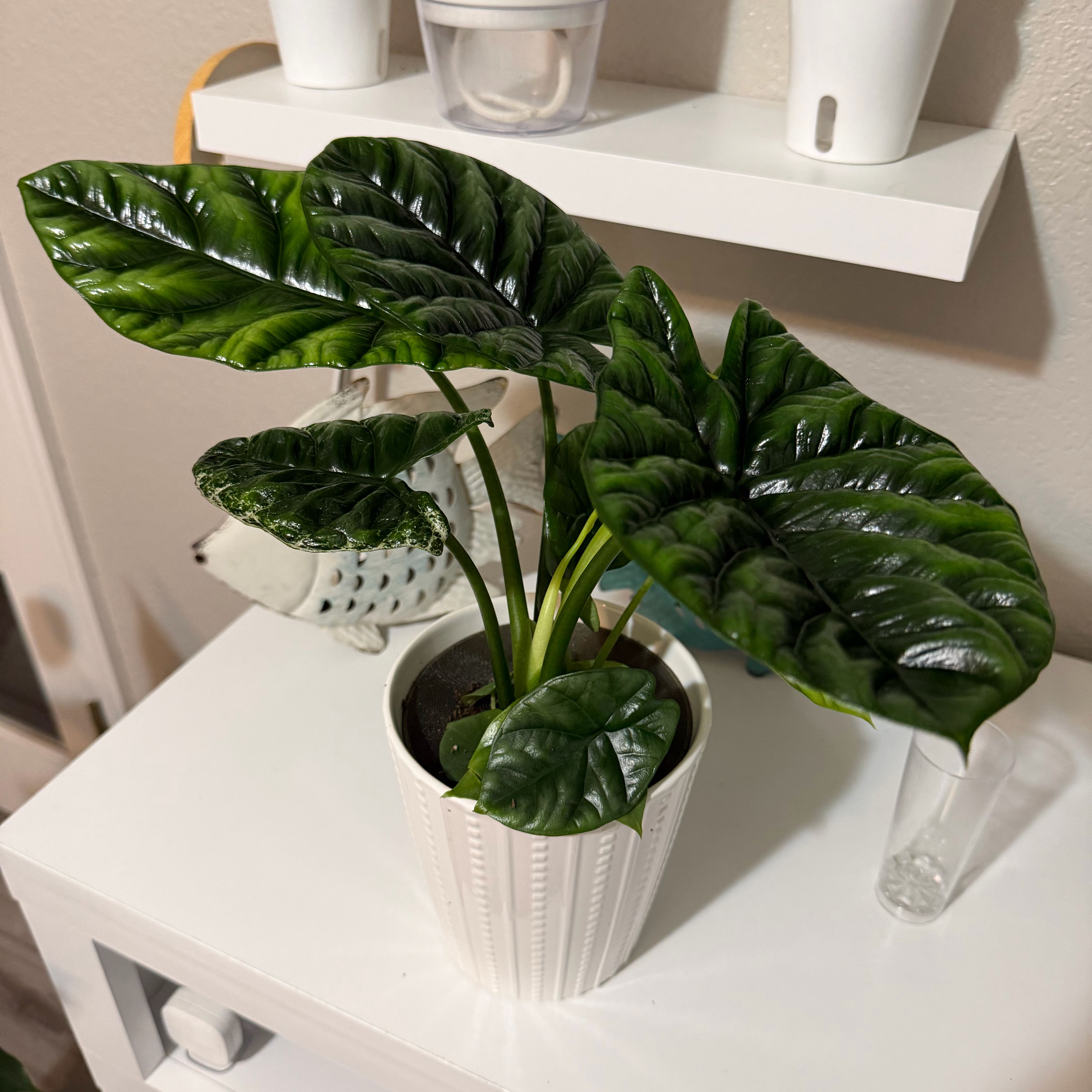 Photo of the plant species Alocasia Rumplestiltskin by @SpiffOSU named Harbor on Greg, the plant care app
