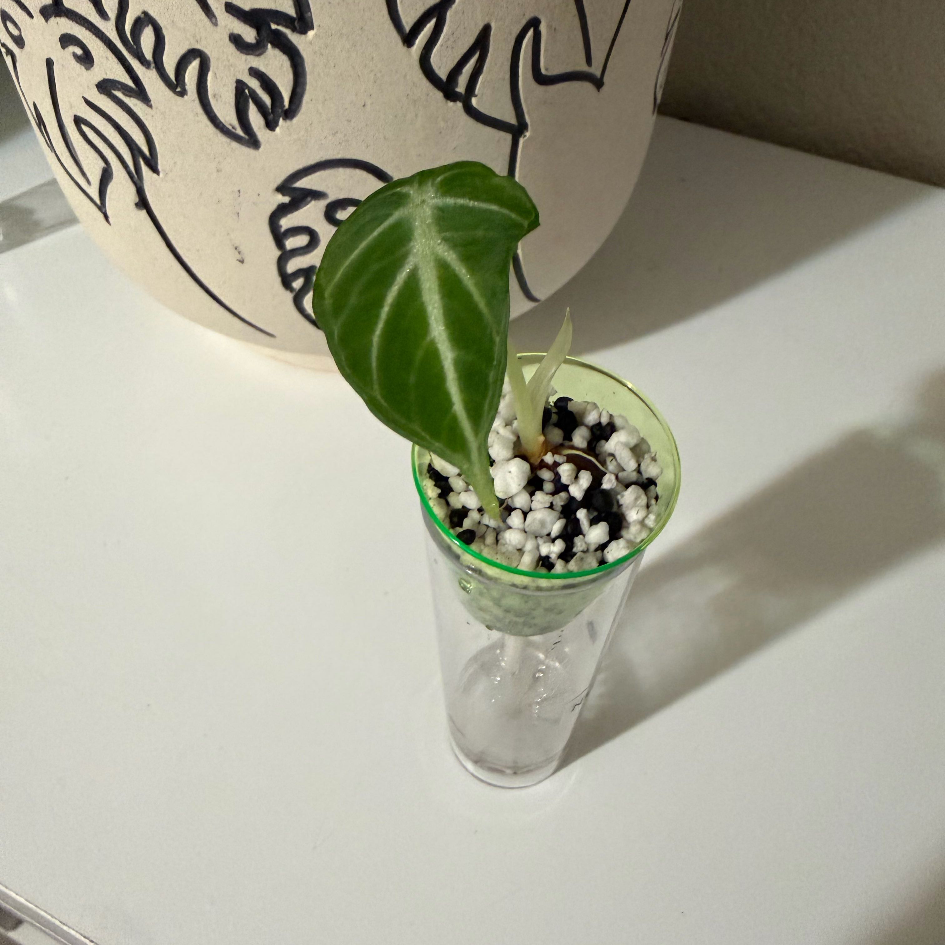 Photo of the plant species alocasia ninja by @SpiffOSU named Castaway on Greg, the plant care app
