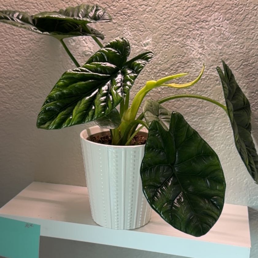 Photo of the plant species Alocasia Rumplestiltskin by @SpiffOSU named Ahi on Greg, the plant care app