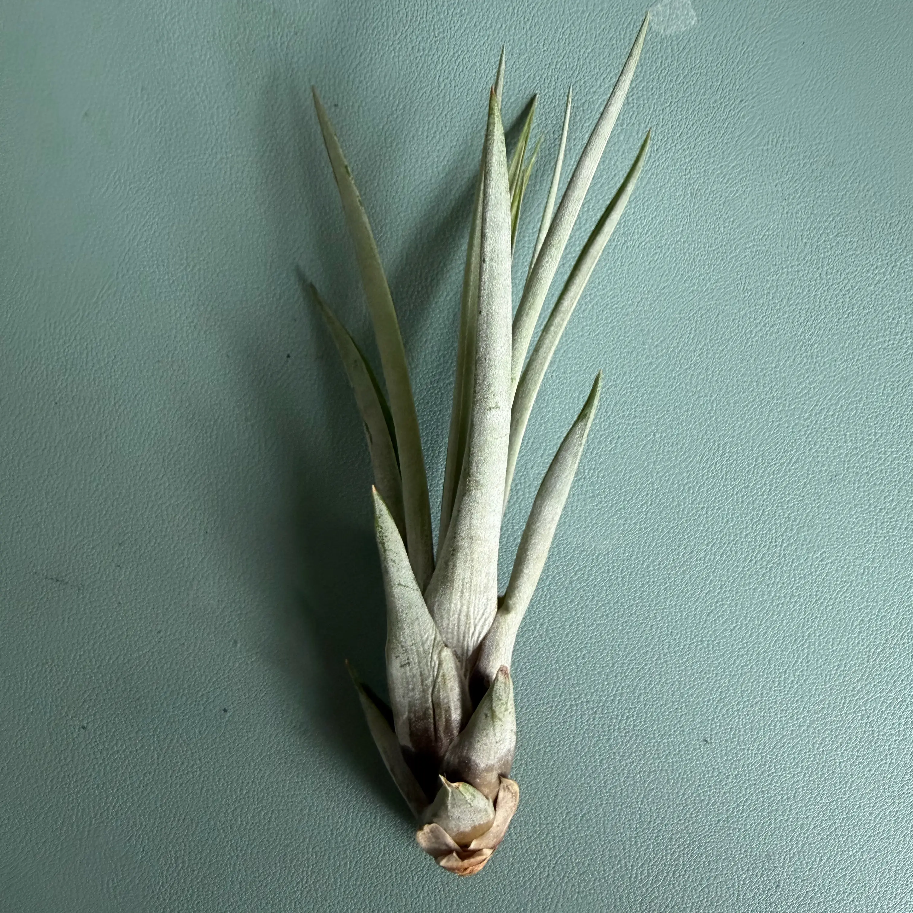 Photo of the plant species Potbelly Air Plant by @SpiffOSU named Urchin on Greg, the plant care app