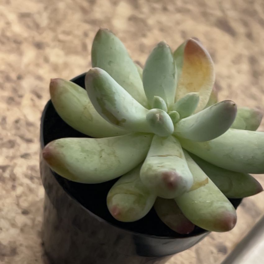 Photo of the plant species Pachyphytum 'Starburst' by @MaximalSquash67 named Sahara on Greg, the plant care app