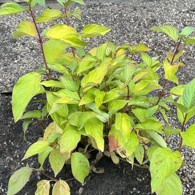 Photo of the plant species Red-Barked Dogwood by @SageHautree58 named Wall-E on Greg, the plant care app