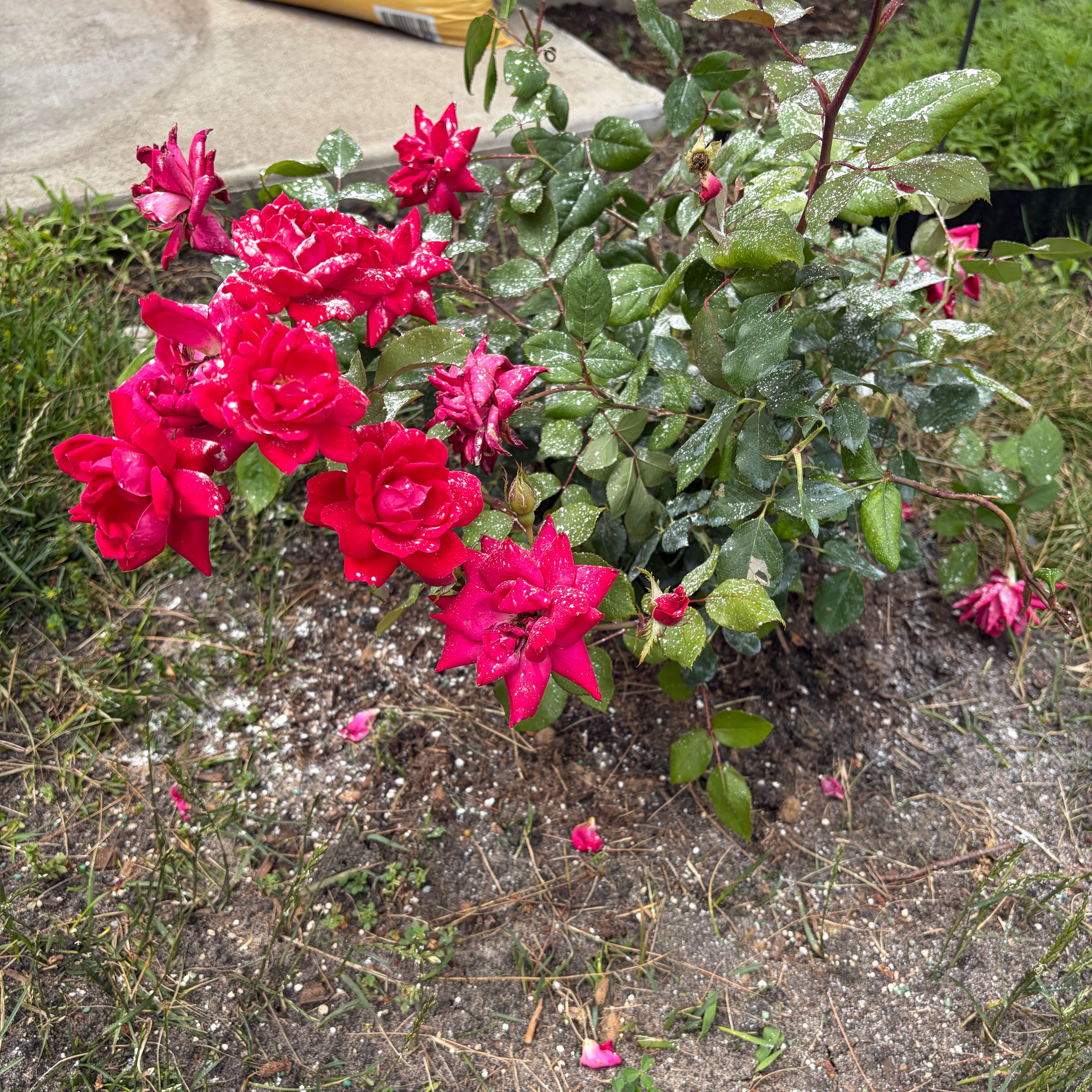 Photo of the plant species Pink Double Knock Out Rose by @SageHautree58 named Achilles on Greg, the plant care app