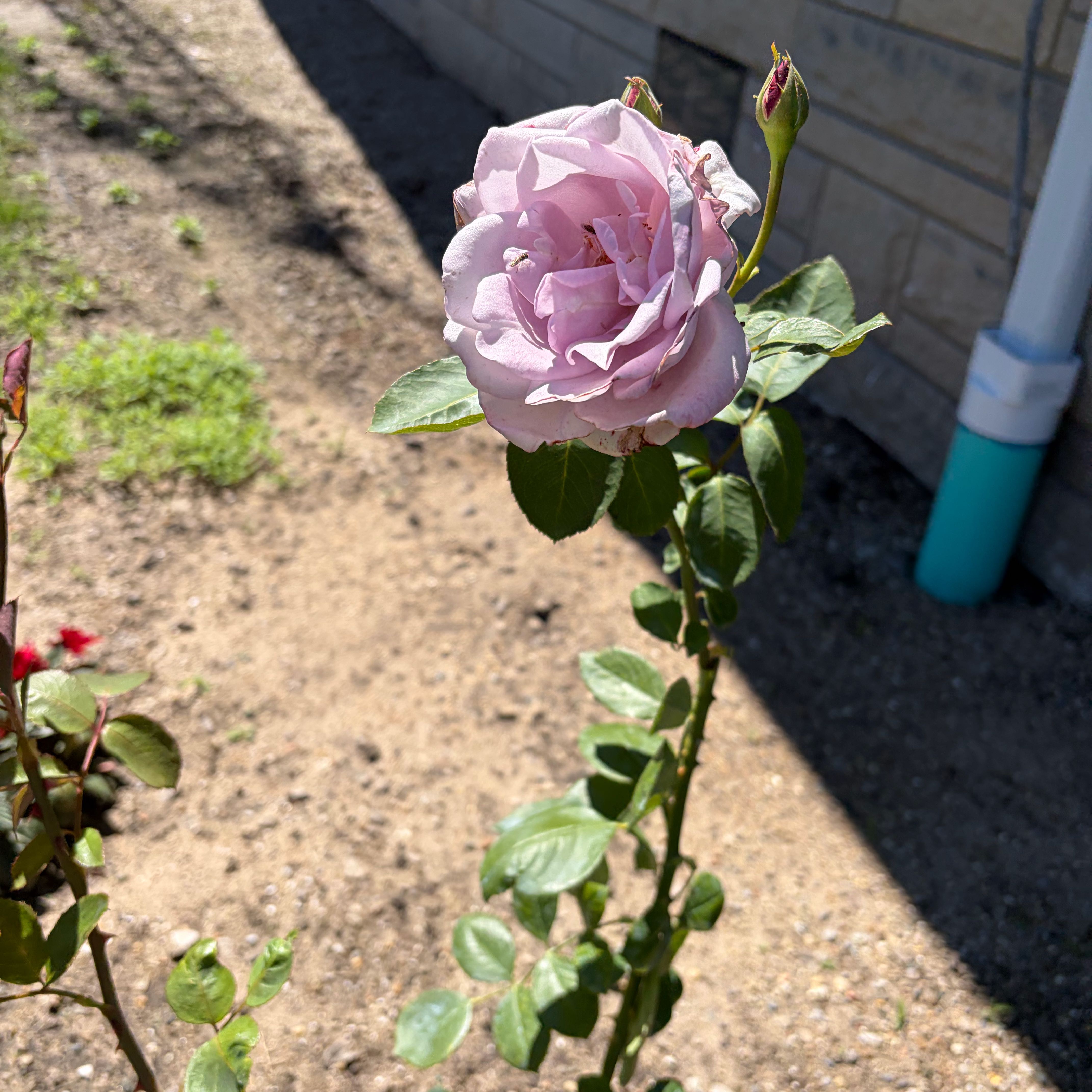 Photo of the plant species Hybrid Tea Rose by @SageHautree58 named Baesil on Greg, the plant care app