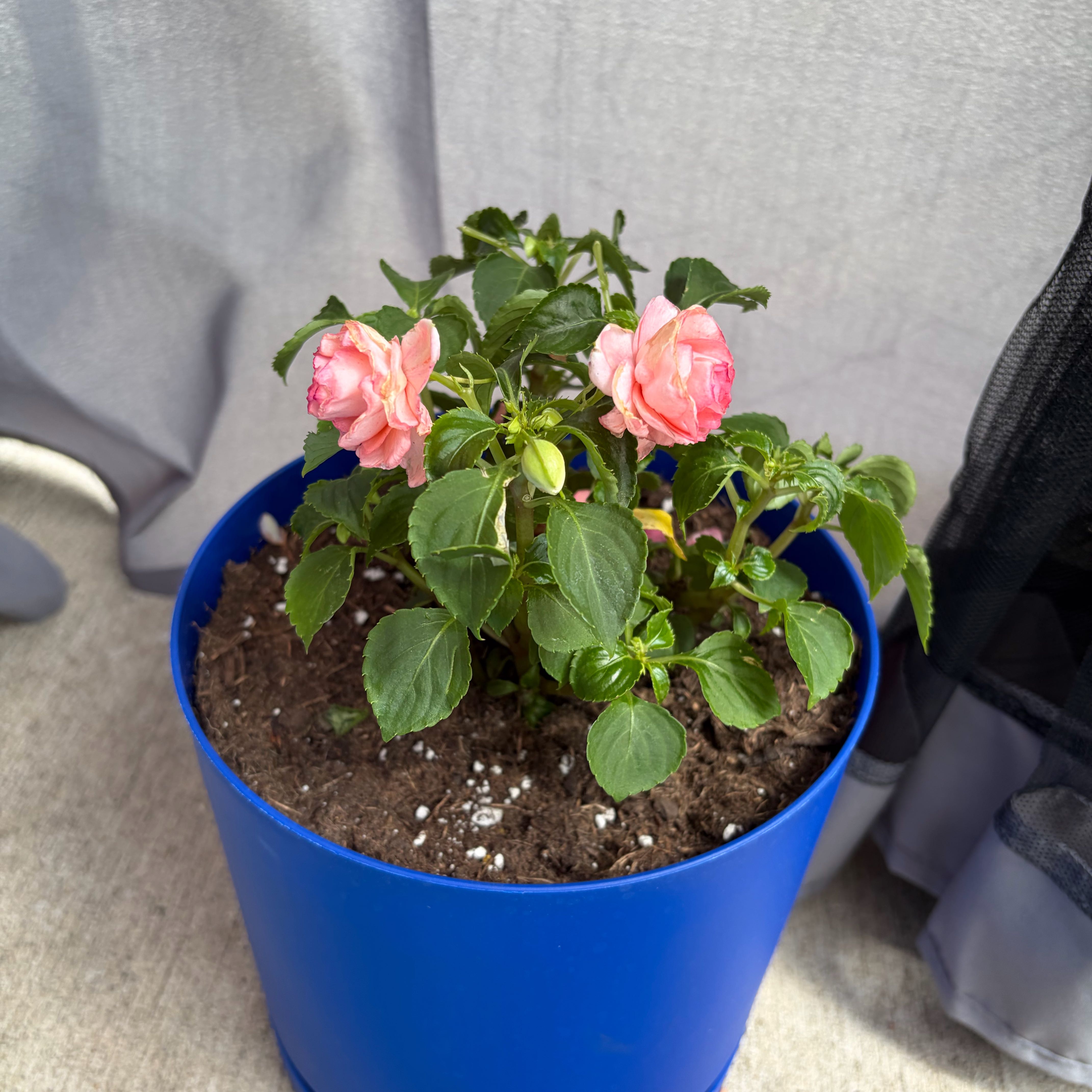 Photo of the plant species Double Impatiens by @SageHautree58 named Lavender on Greg, the plant care app