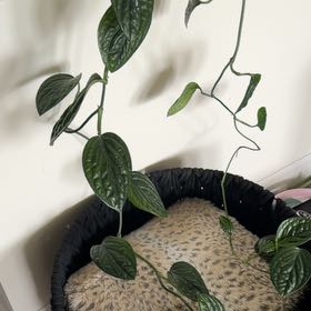 Photo of the plant species Alexa by @HotBlackpea18 named Harmony on Greg, the plant care app