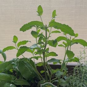 Photo of the plant species Balm Mint by @JocoseBibi75 named Navajo on Greg, the plant care app