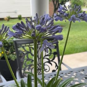 Photo of the plant species Blue Lily by @HighCobnut78 named Robert Plant be on Greg, the plant care app