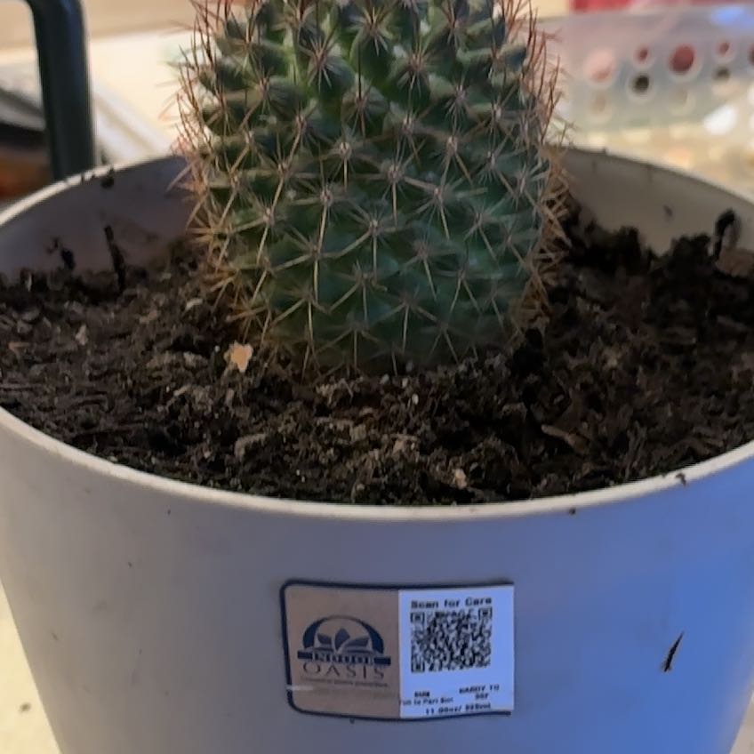 Photo of the plant species Rainbow Pincushion by @DrivenEmerald74 named Prickly Pete on Greg, the plant care app