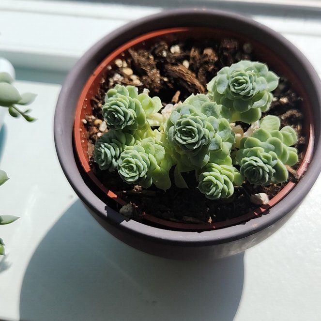 Photo of the plant species Echeveria elegans 'Alba' by @LightGinger45 named Snow on Greg, the plant care app