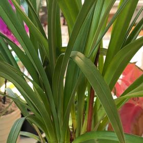 Photo of the plant species Finlayson's Cymbidium by @ChirpyPetunia97 named Harry on Greg, the plant care app