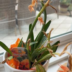Photo of the plant species Orange Sun Star by @ChirpyPetunia97 named Hamilton on Greg, the plant care app