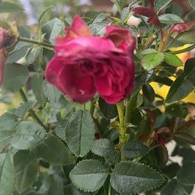 Photo of the plant species True Love Rose by @FunAtom84 named Spike Leaves on Greg, the plant care app