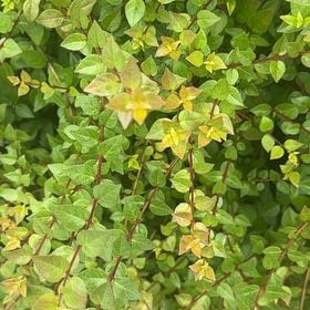 Photo of the plant species Glossy Abelia by @FunAtom84 named Apollo on Greg, the plant care app