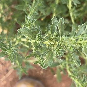 Photo of the plant species Prostrate Pigweed by @TruePetunia36 named Bella on Greg, the plant care app
