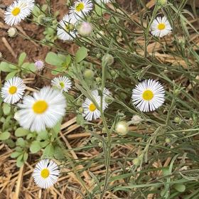Photo of the plant species Annual Fleabane by @TruePetunia36 named Rosa on Greg, the plant care app