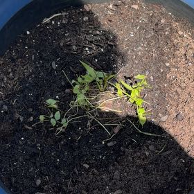 Photo of the plant species Macho Fern by @MovingBasil35 named Peter Parker on Greg, the plant care app