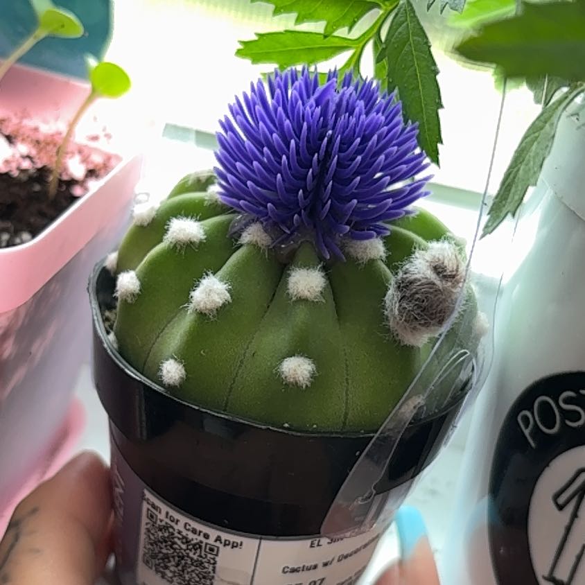 Photo of the plant species Cardoon by @ZingLimetuff29 named Keanu Leaves on Greg, the plant care app