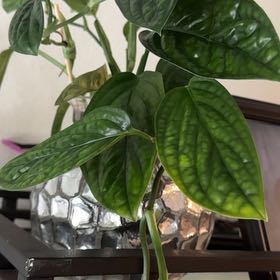Photo of the plant species Bleeding Heart Vine by @PoliteSedum46 named da Vinci on Greg, the plant care app