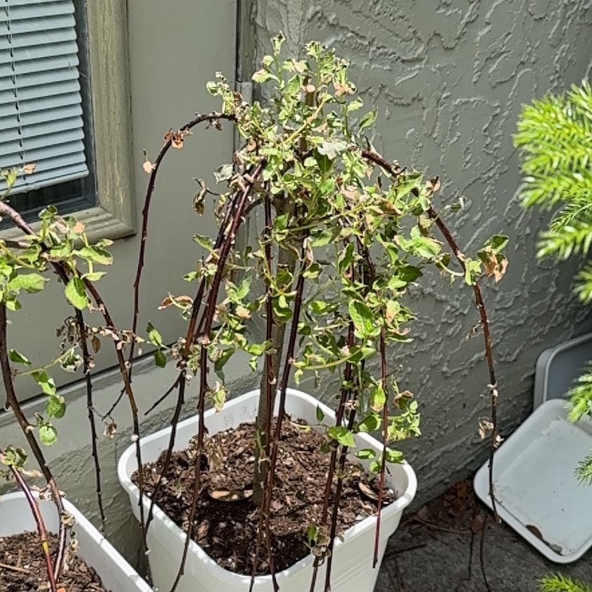 Photo of the plant species Weeping Pussy Willow by @FitRedfir5 named Athena on Greg, the plant care app