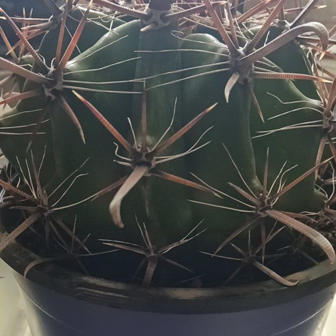 Photo of the plant species Devil's Tongue Barrel Cactus by @ZingyHornwort60 named Athena on Greg, the plant care app