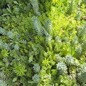 Photo of the plant species Sea Spurge by @FlashyAthelpine named Foxxy on Greg, the plant care app