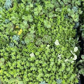 Photo of the plant species Woodland Stonecrop by @FlashyAthelpine named Khaleesi on Greg, the plant care app